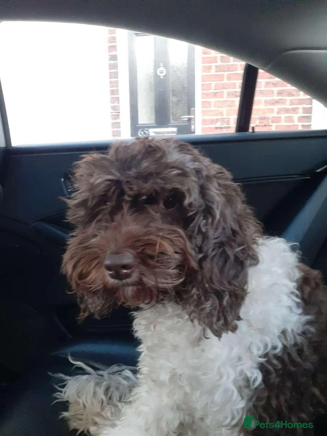 Cockapoo dogs for sale: 9 poodle puppies  - Advert 1