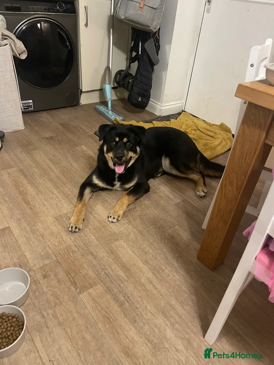 Mixed Breed dogs for sale: Remaining Male Puppy needs rehoming!  - Advert 11