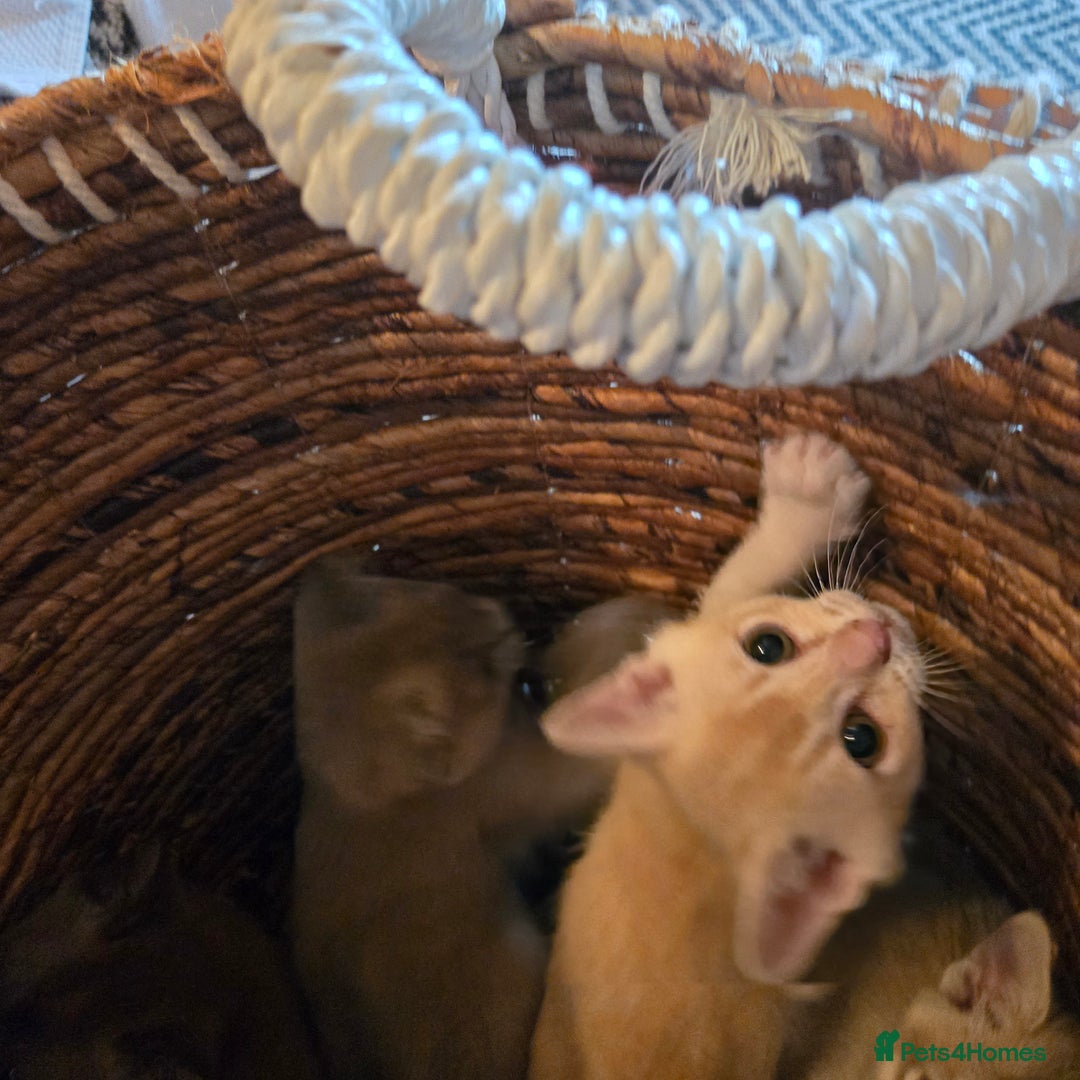 Burmese cats for sale: Pure pedigree, Registered Burmese,Vet checked 2x - Advert 5