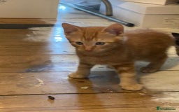 Mixed Breed cats for sale: Friendly kittens ginger boy and  torty girl - Image 3