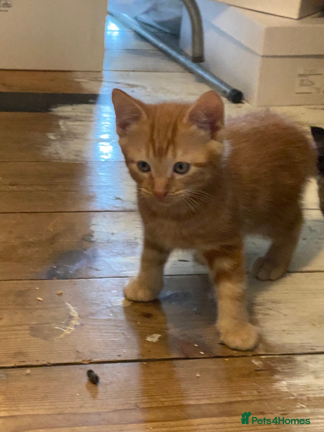 Mixed Breed cats for sale: Friendly kittens ginger boy and  torty girl - Image 3