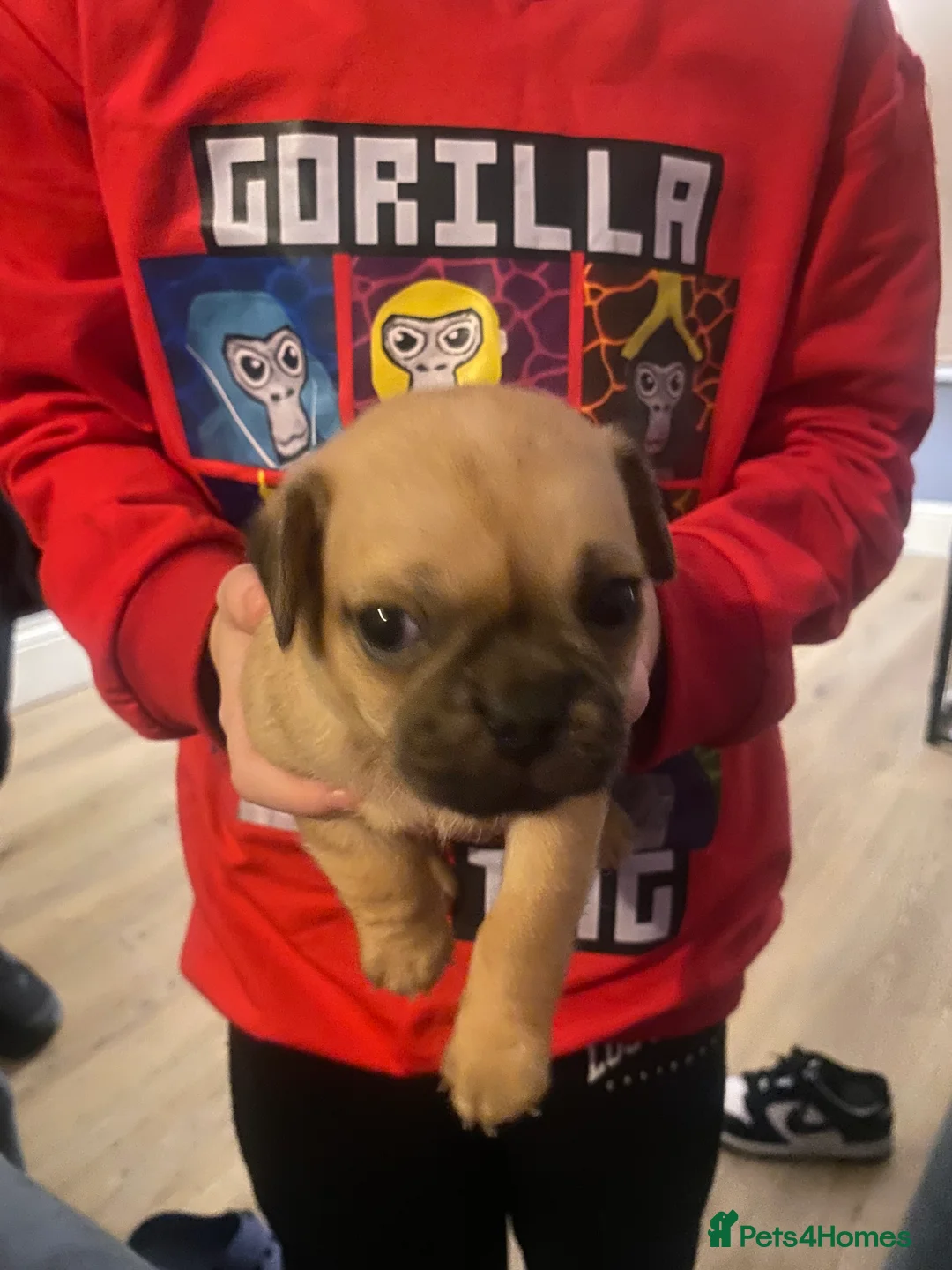 Jug dogs for sale: Jug pups  - Advert 18