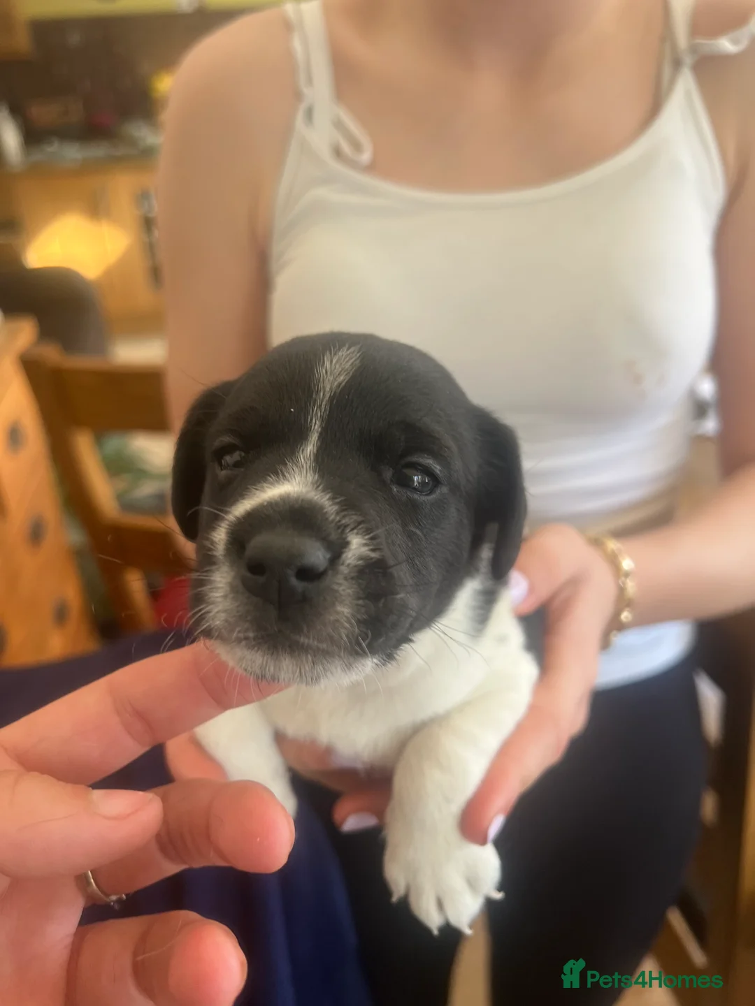 Patterjack dogs for sale: Patterjacks 3 boys 2 girls  - Advert 2