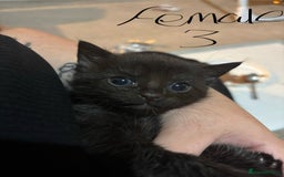 Domestic Shorthair cats for sale: Black and grey kittens - Image 2