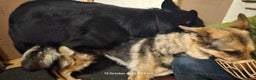 German Shepherd dogs for stud: King Shere khan von shepear at stud in Bedford - Advert 4