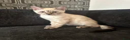 Bengal cats for sale: Snow Lynx Bengal Mix Kittens Need Home ASAP in Birmingham - Advert 6