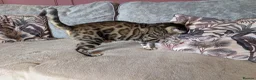 Bengal cats for sale: 🖤🤎 Beautiful Bengal 🤎🖤 - Advert 5