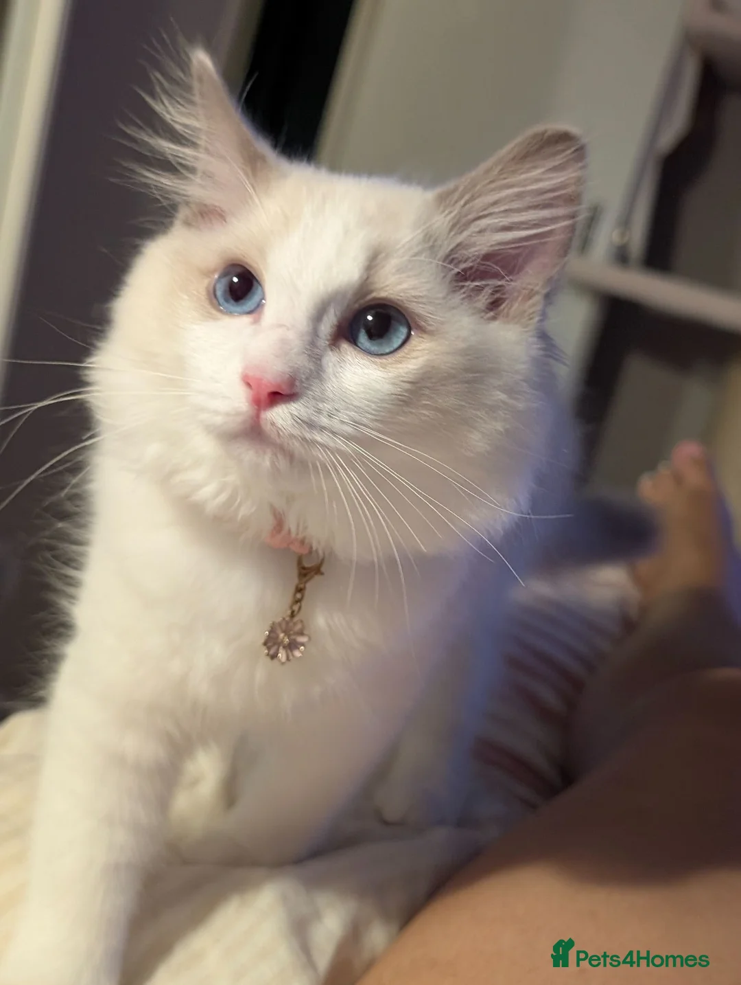 Ragdoll cats for sale: Last kitten left Tica imperial grand champion line - Advert 1