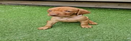 Hungarian Vizsla dogs for sale: Hungarian Vizsla Puppies KC Registered - Advert 19