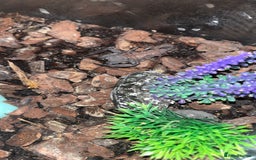 Scorpions invertebrates for sale: Adult Thai flat rock and blue forest scorpion - Advert 2