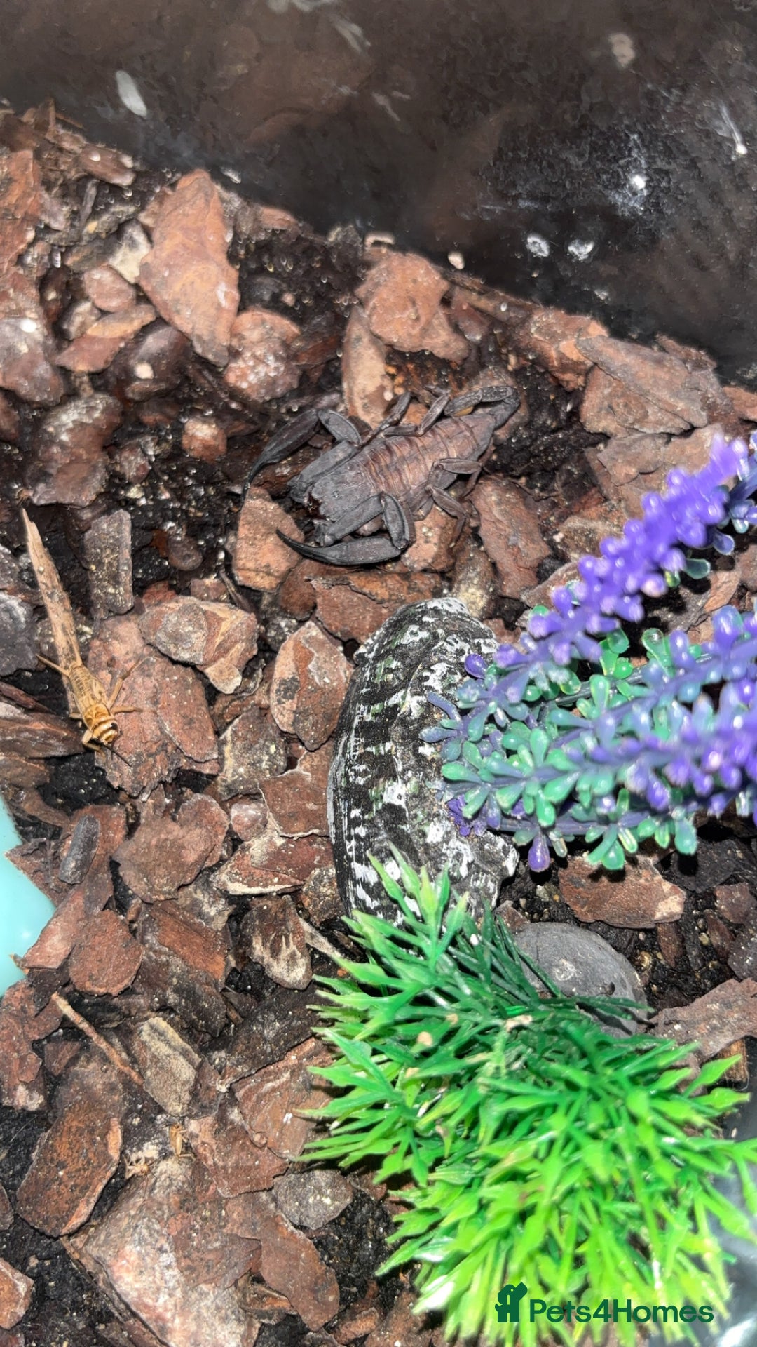 Scorpions invertebrates for sale: Adult Thai flat rock and blue forest scorpion - Advert 2