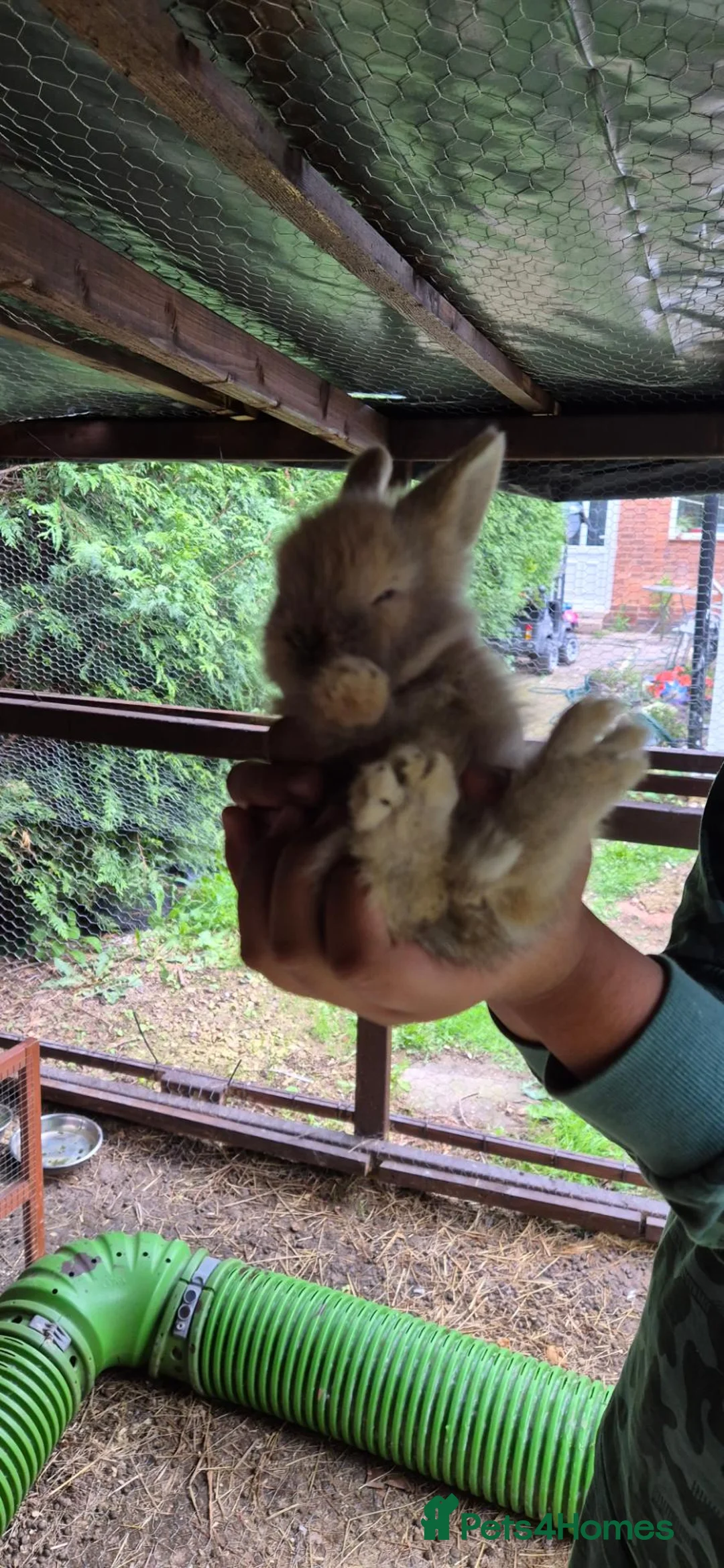Mixed Breed rabbits for sale: Mixed breed lionheads babies  - Advert 2