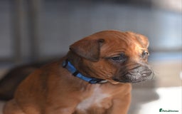 Mixed Breed dogs for sale: Bullherders top working lines  - Advert 17