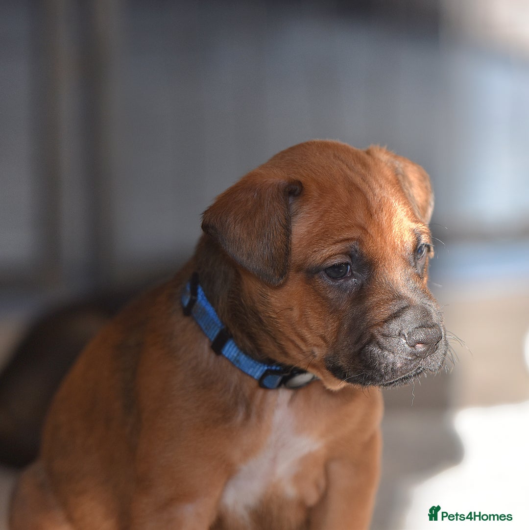 Mixed Breed dogs for sale: Bullherders top working lines  - Advert 17