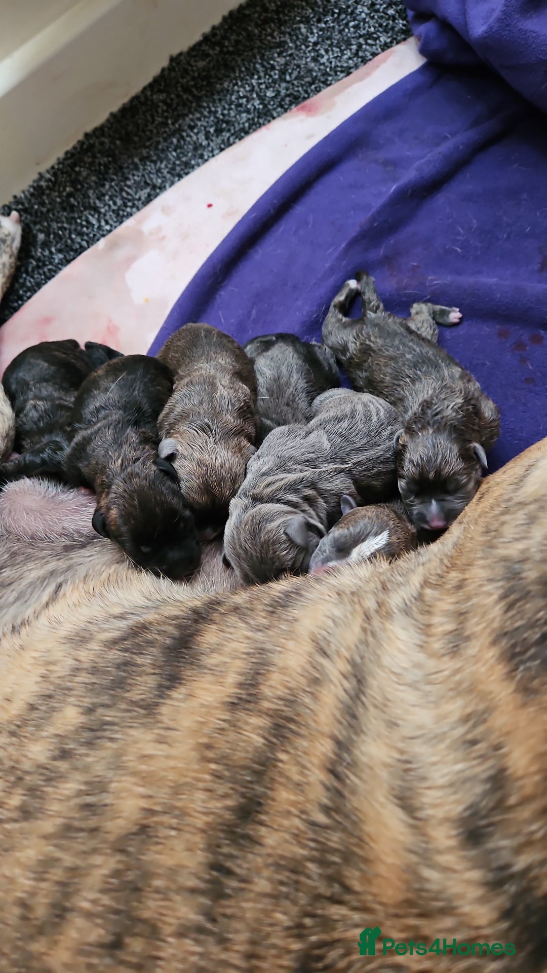 Mixed Breed dogs for sale: 8 Puppies - 3/4 blue staff 1/4 whipit  in Cradley Heath - Image 7