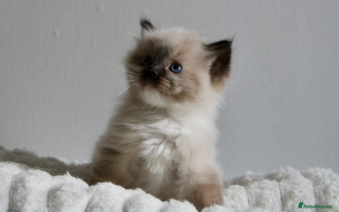 Ragdoll cats for sale:  3 BOY ULTRA FLUFFY MINK ragdoll kittens  - Image 20