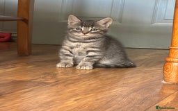 Mixed Breed cats for sale: Kittens (£250-£80) - Image 22
