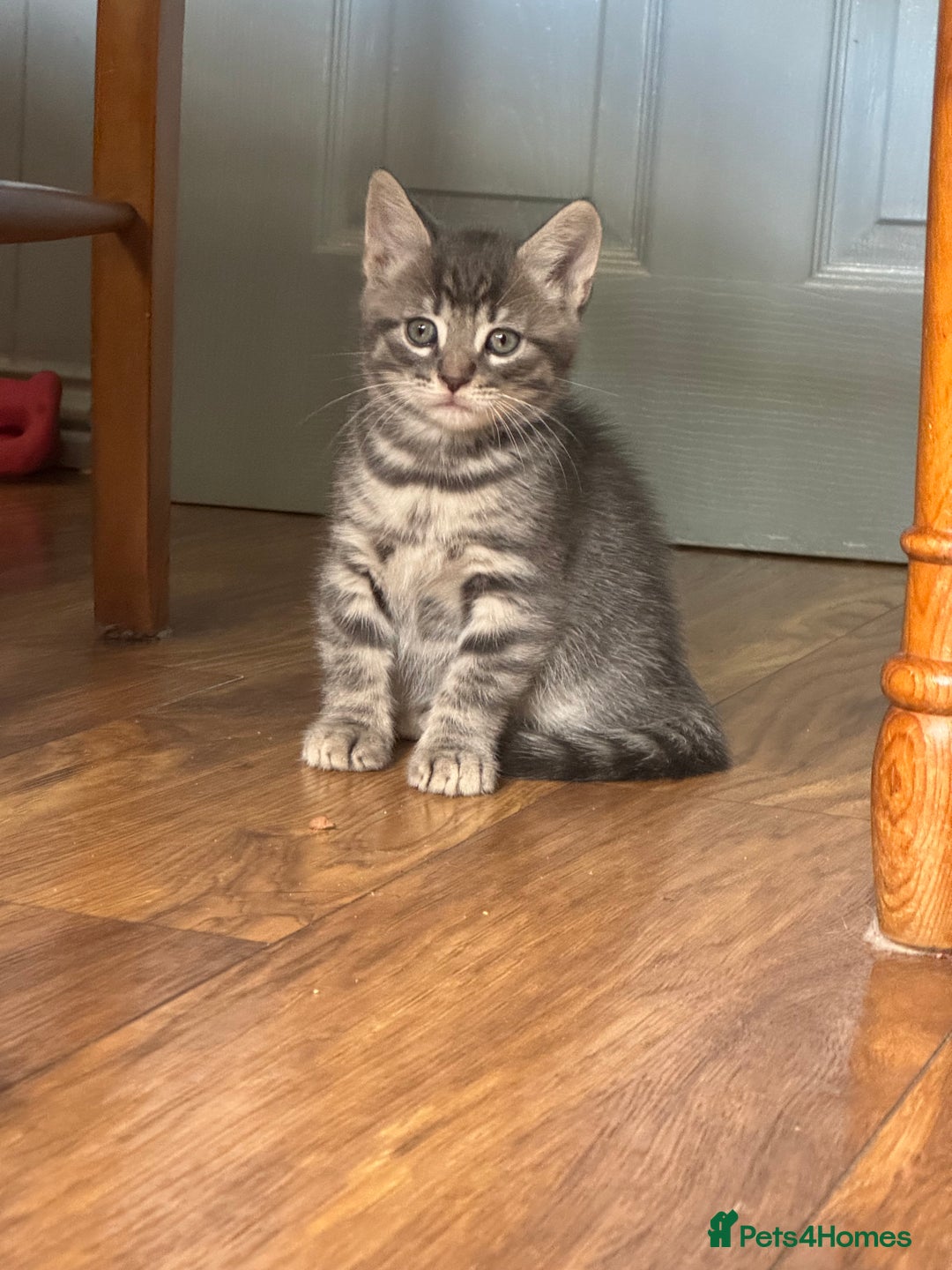 Mixed Breed cats for sale: Kittens (£250-£80) - Image 22