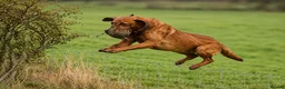 Labrador Retriever dogs for sale: KC Registered Labrador Pups in Cheltenham - Advert 4