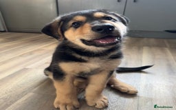 Mixed Breed dogs for sale: German Shepherd x Rottweiler puppies | READY TO GO - Image 8