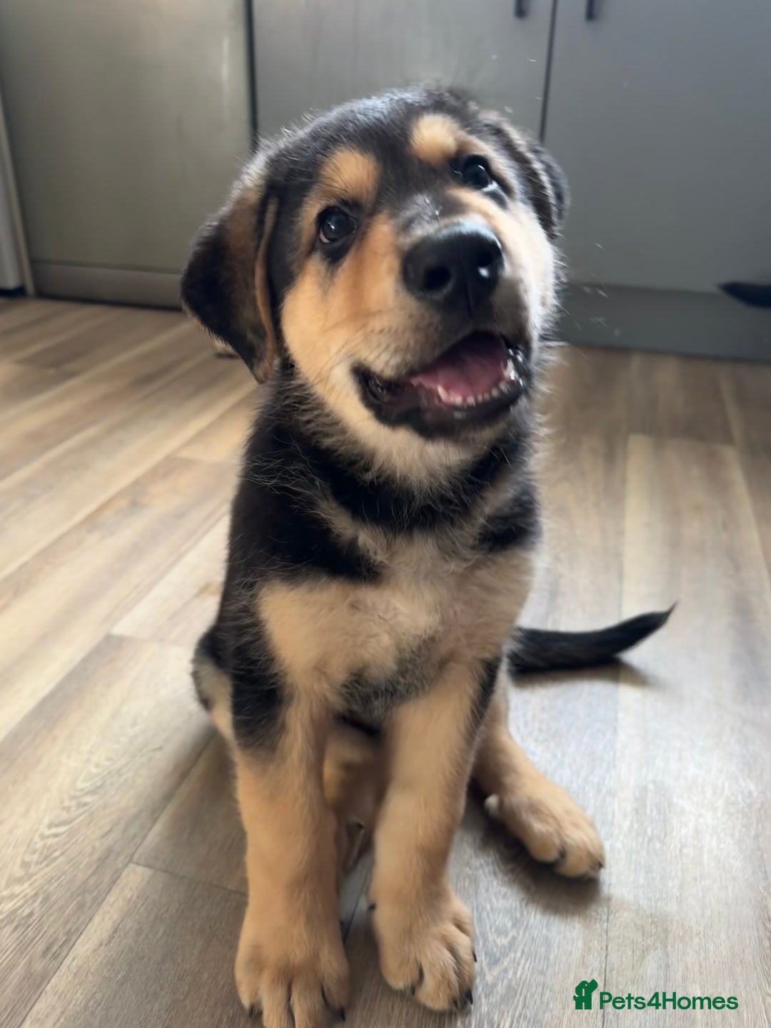 Mixed Breed dogs for sale: German Shepherd x Rottweiler puppies | READY TO GO - Image 8