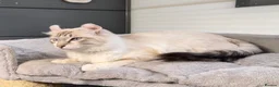 American Curl cats for sale: American curl kittens rare breed ready now - Advert 17
