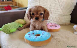 Cavalier King Charles Spaniel dogs for sale: KC Beautiful Cavalier King Charles puppies - Image 30
