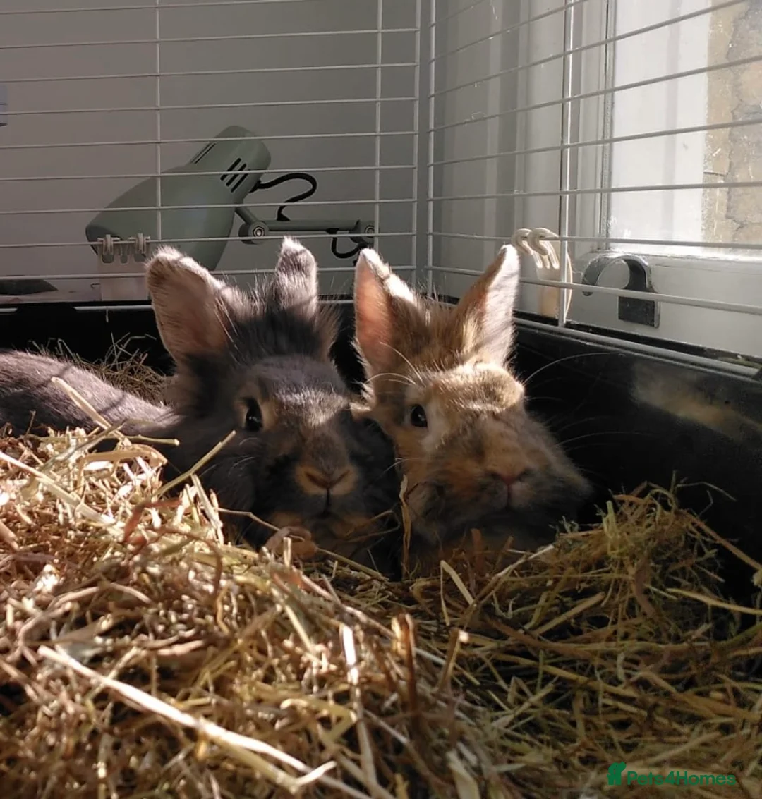 Mixed Breed rabbits for sale: Bonded pair of 4yo MF house rabbits - Advert 8
