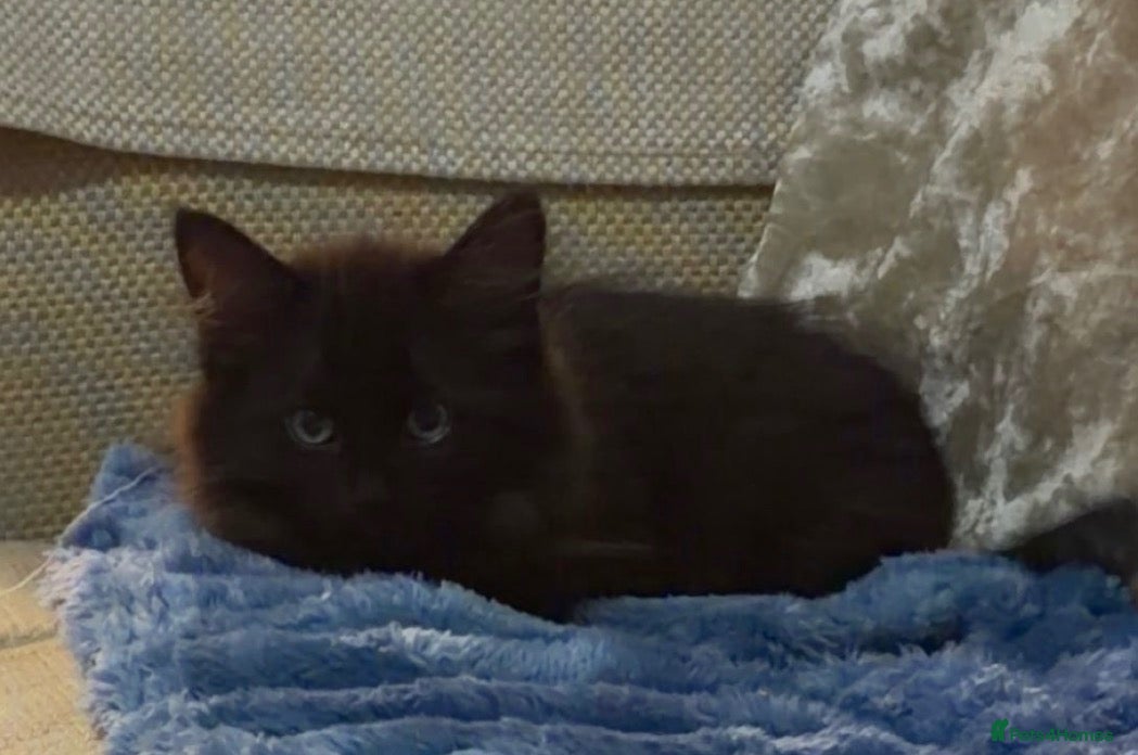 Mixed Breed cats Black female kitten for sale   - Advert 1
