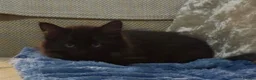 Mixed Breed cats for sale: Black female kitten for sale   in Chesham - Advert 1