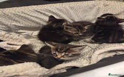 Mixed Breed cats for sale: 5 Adorable Kittens Ready for New Homes! - Image 16