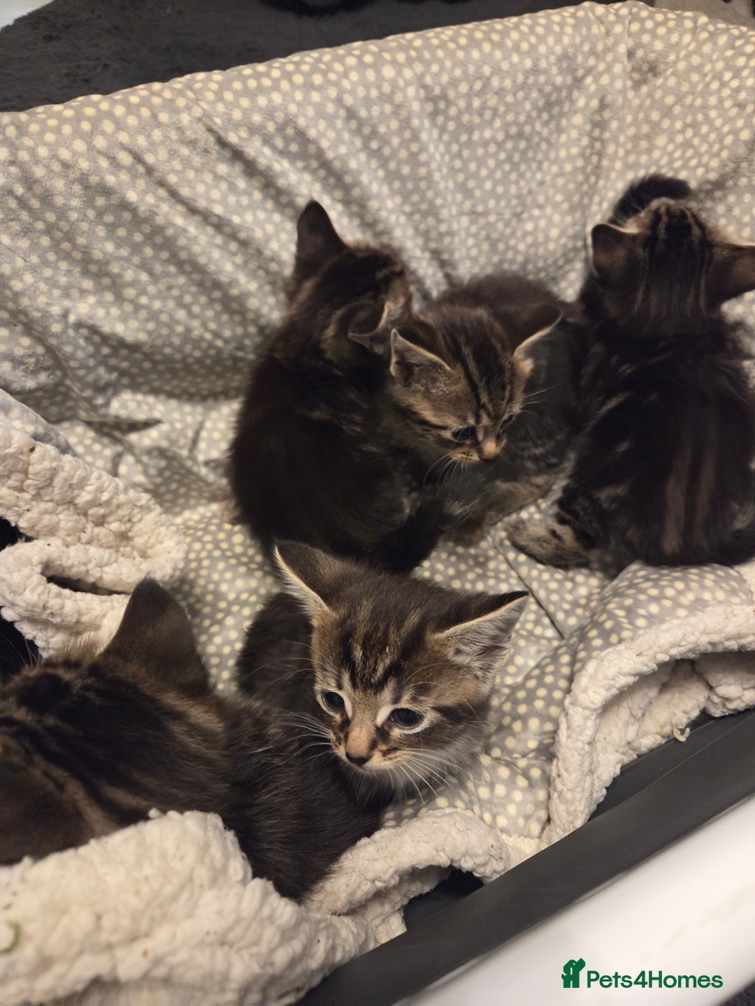 Mixed Breed cats for sale: 5 Adorable Kittens Ready for New Homes! - Image 16