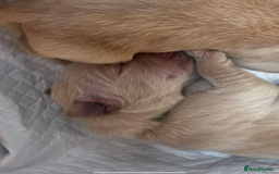 Mixed Breed dogs for sale: Beautiful chunky golden retriever x cockapoos  - Image 21