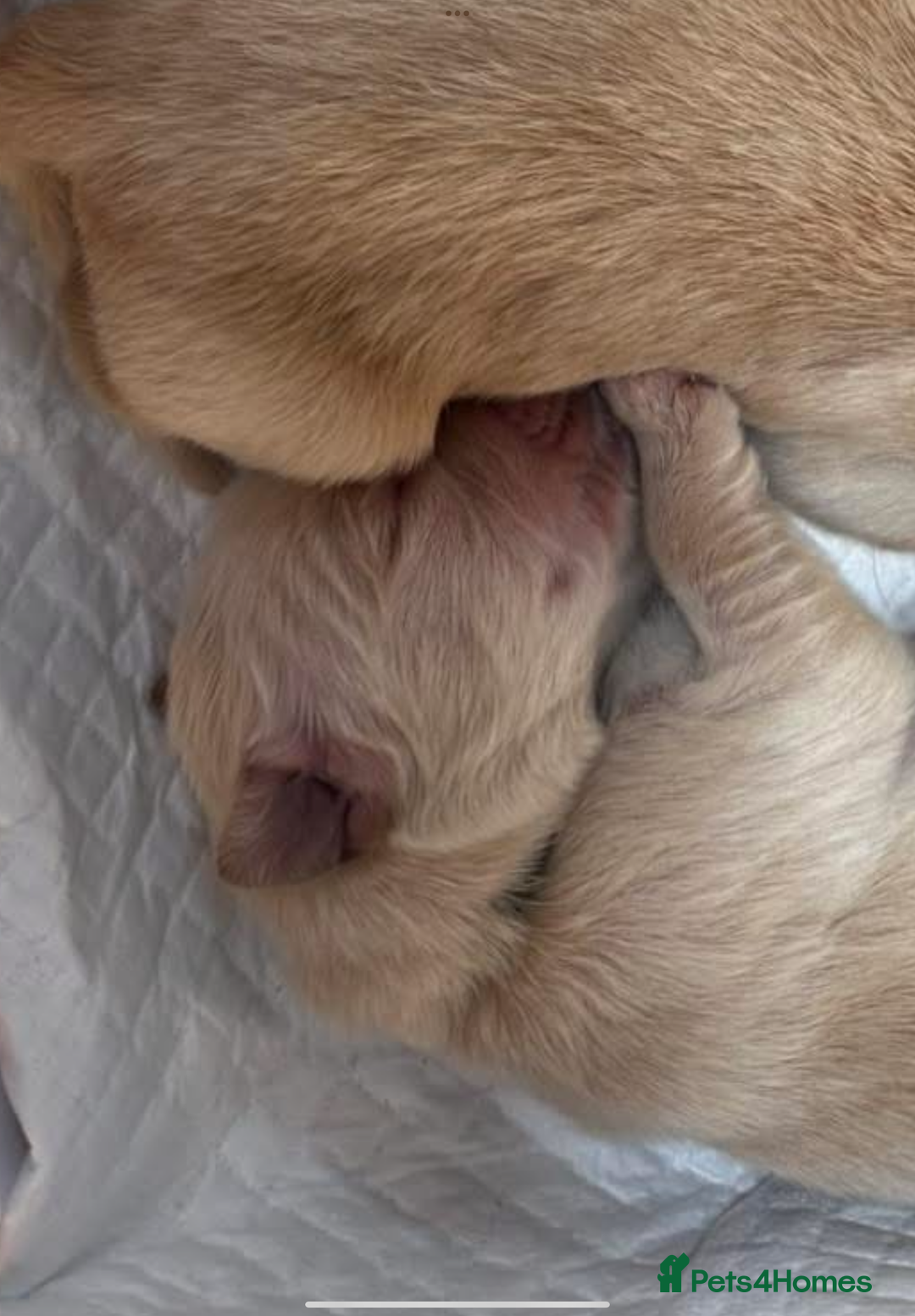 Mixed Breed dogs for sale: Beautiful chunky golden retriever x cockapoos  - Image 21