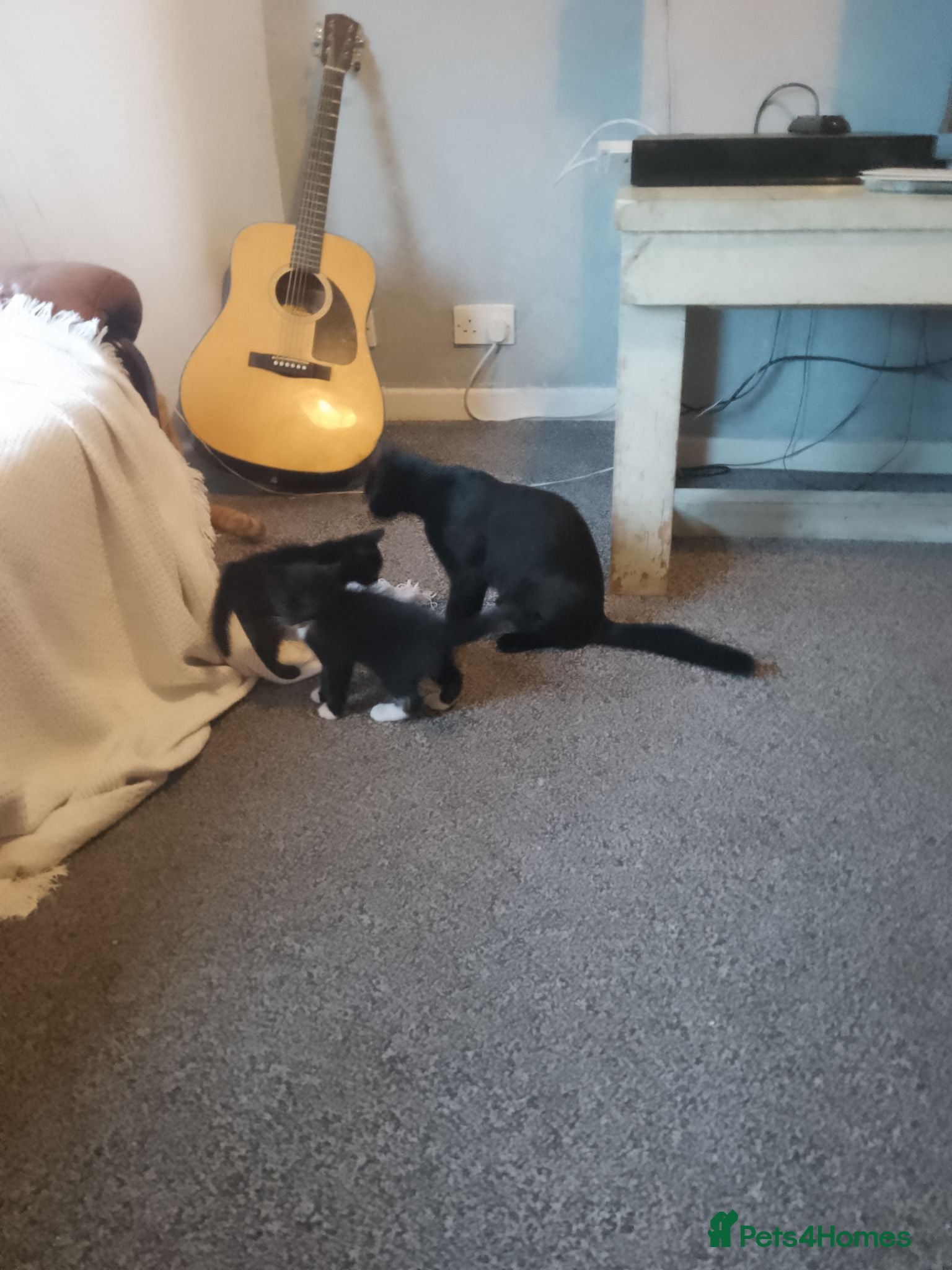 Domestic Shorthair cats Theora and the Theo-ettes - Advert 10