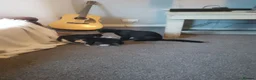 Domestic Shorthair cats for sale: Theora and the Theo-ettes - Advert 1