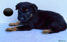 German Shepherd dogs for sale: Black Working Line German Shepherd Puppies - Image 4