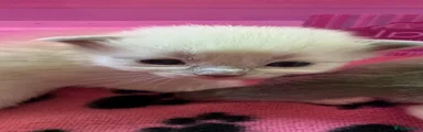 Ragdoll Kitten 5