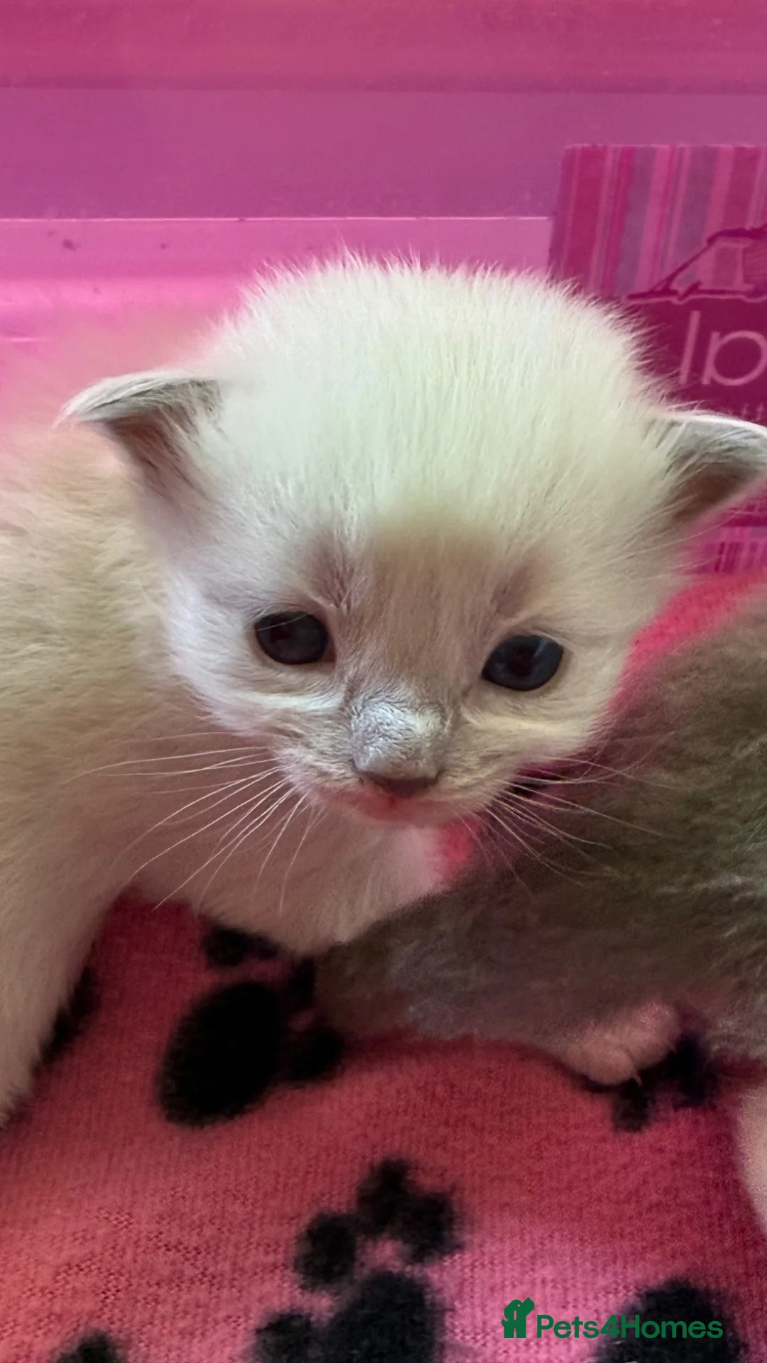 Ragdoll cats for sale: Stunning Ragdoll kittens Blue Colourpoint  - Advert 2