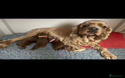 Cockapoo dogs for sale: American cockapoo - Image 5
