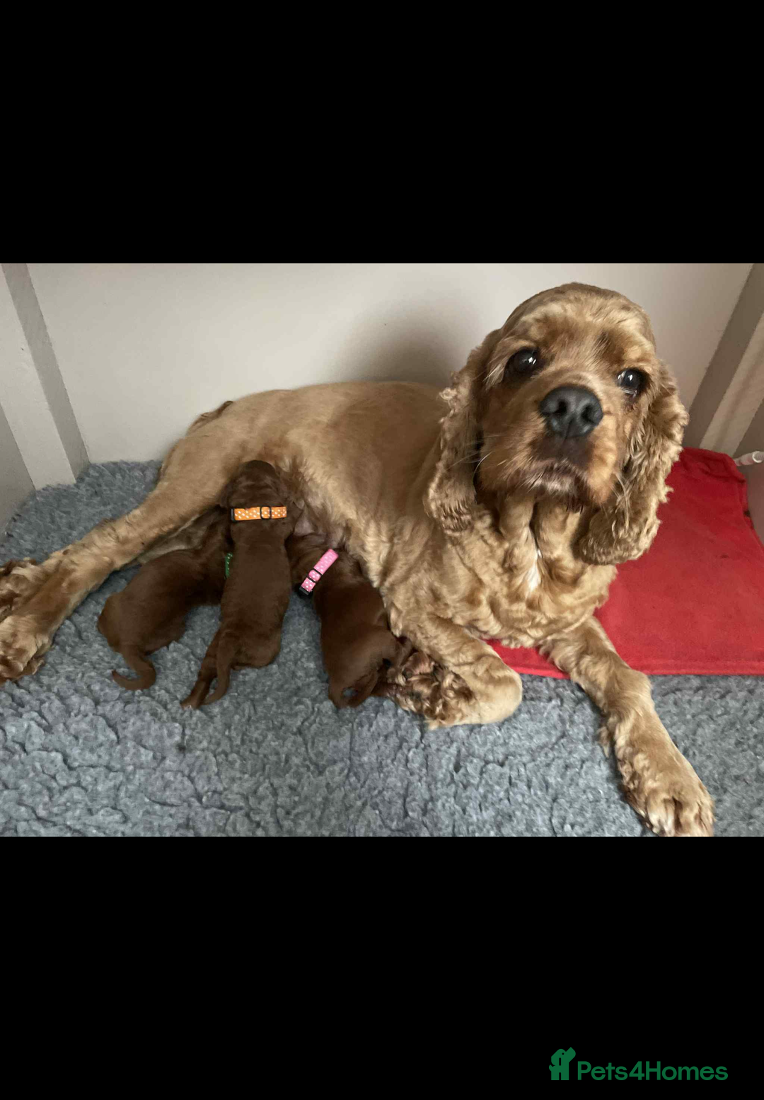 Cockapoo dogs for sale: American cockapoo - Image 5