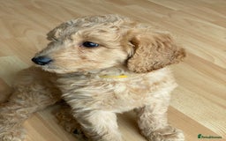 Labradoodle dogs for sale: Last two! Beautiful F3b Labradoodle Puppies - Image 29