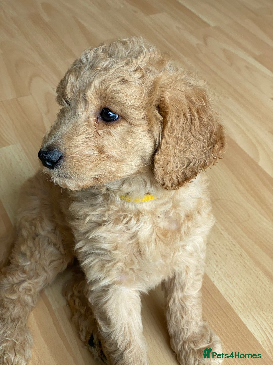 Labradoodle dogs for sale: Last two! Beautiful F3b Labradoodle Puppies - Image 29