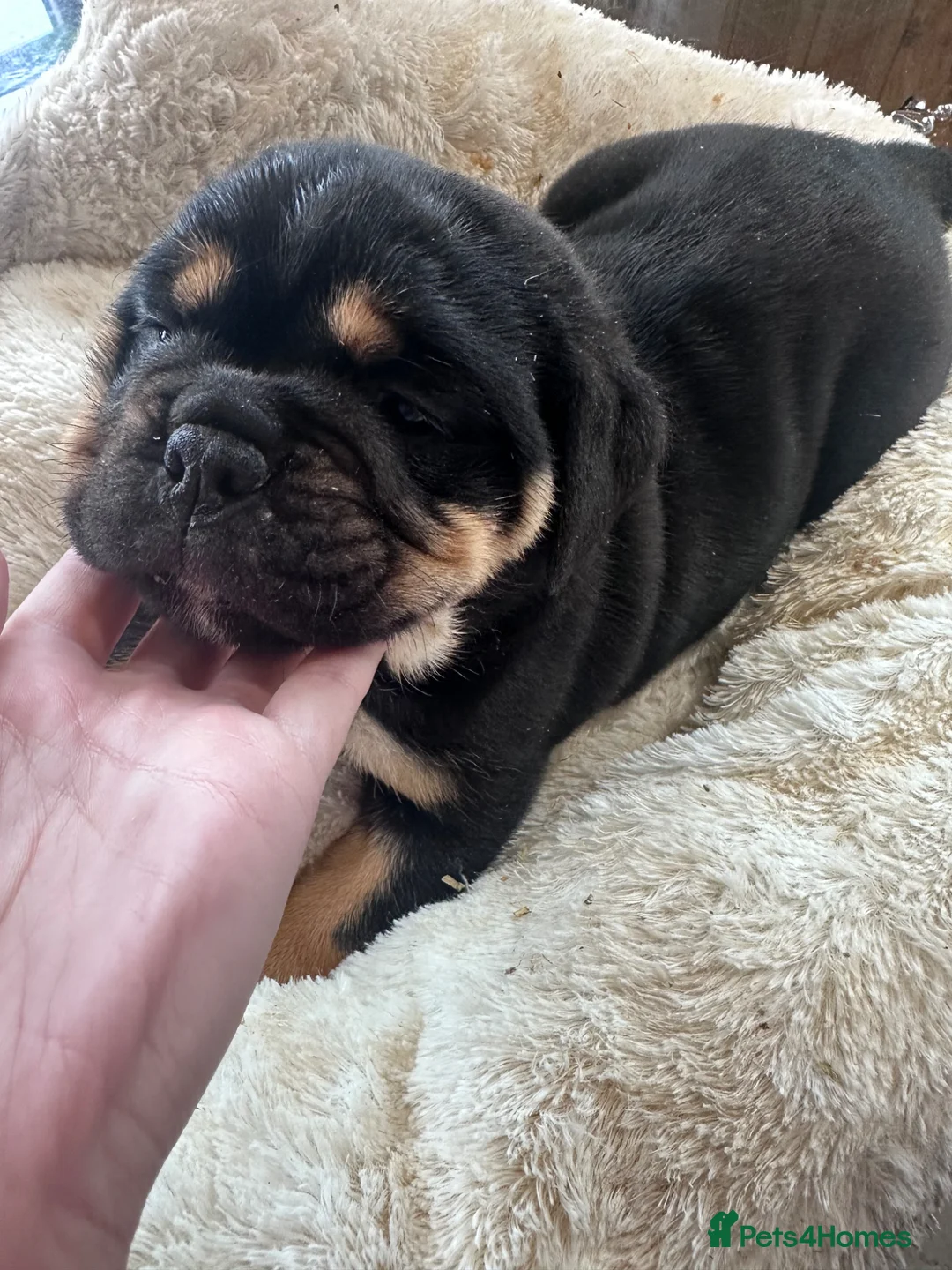 Old Tyme Bulldog dogs for sale: Old Tyme English bulldogs puppies  in Callington - Advert 5