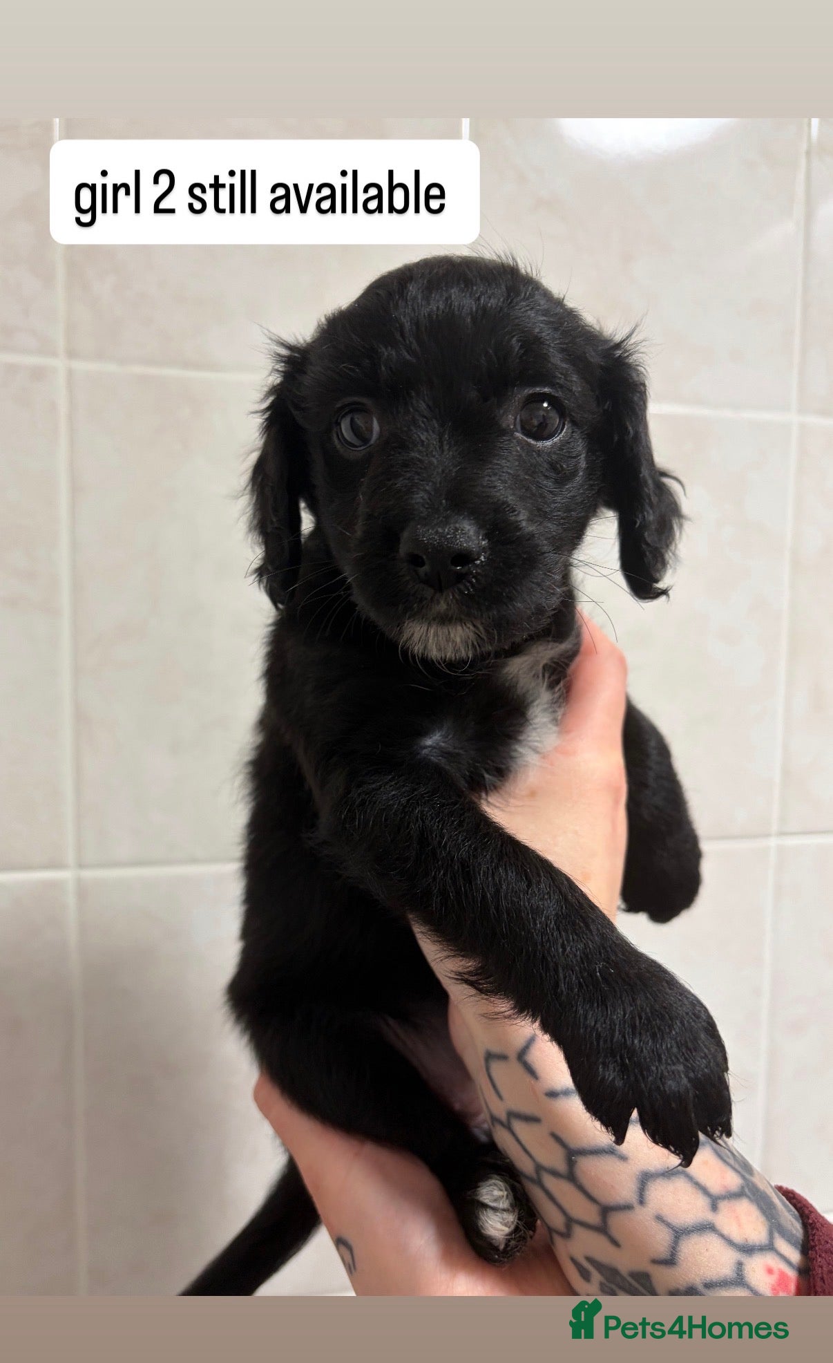 Mixed Breed dogs Last beautiful girl - Advert 12