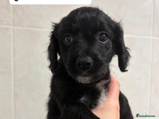 Mixed Breed dogs Last beautiful girl - Advert 2