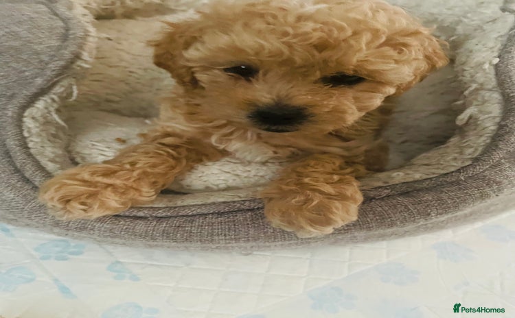 Shihpoo dogs - Advert 1