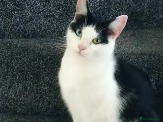 Domestic Shorthair cats 2 female cat sale - Advert 24