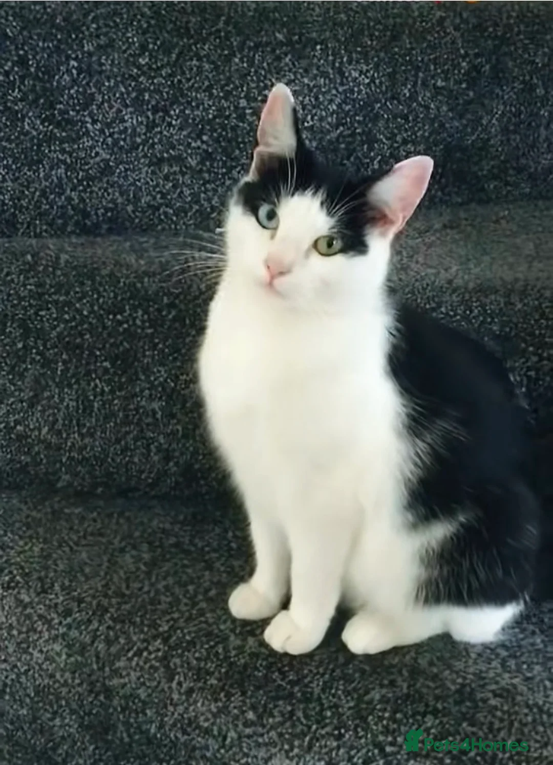 Domestic Shorthair cats for sale: 2 female cat rehoming  - Advert 1