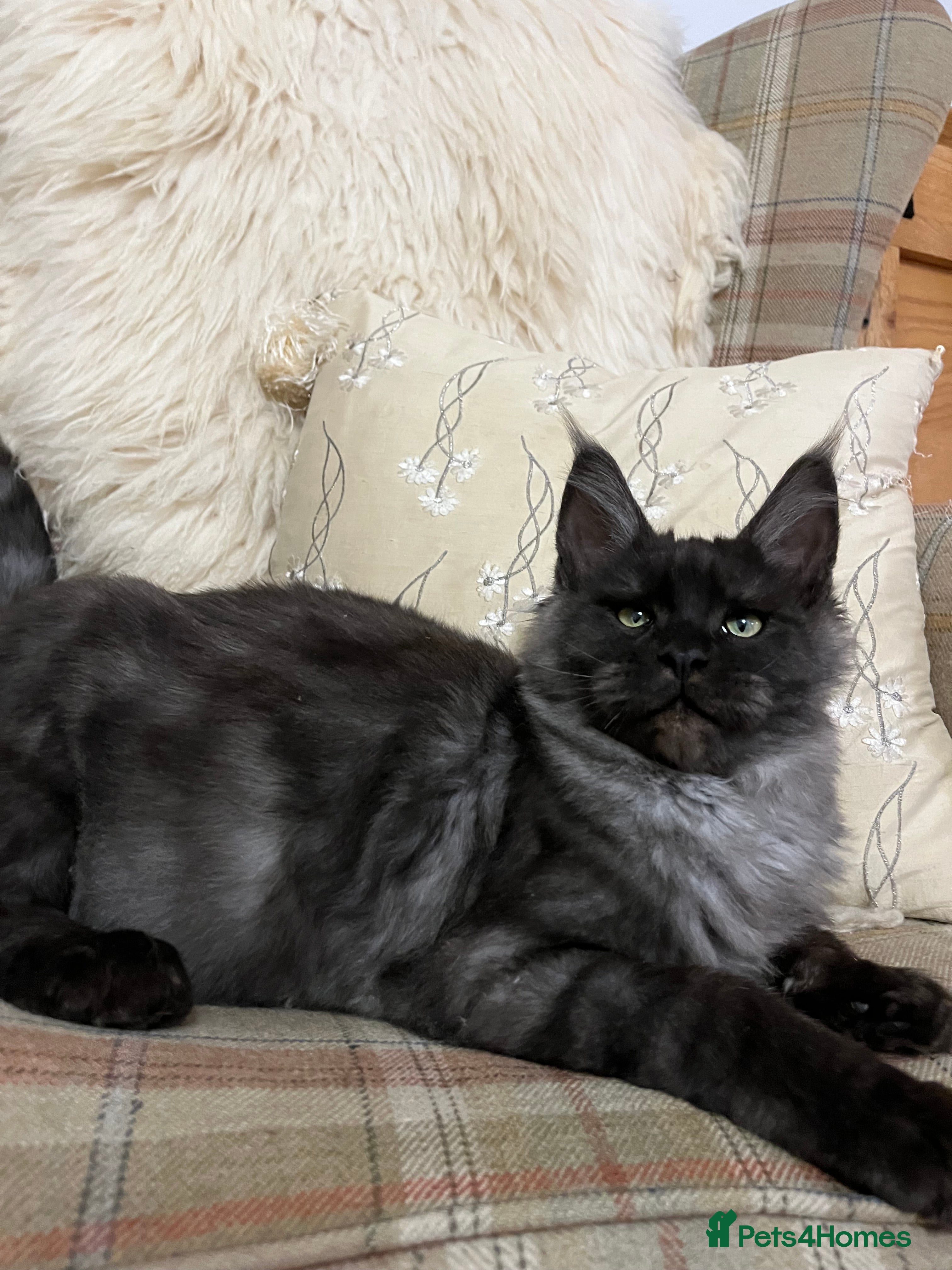 Maine Coon cats ⭐️Champion Bloodline Beautiful Maine Coon Kitten⭐️ - Advert 17